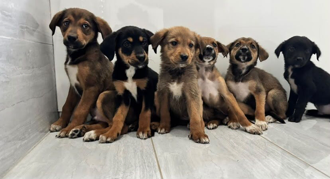 Stunning Rottweiler x Puppies