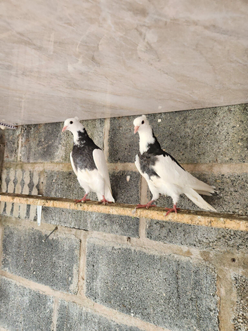 Iranian pigeons