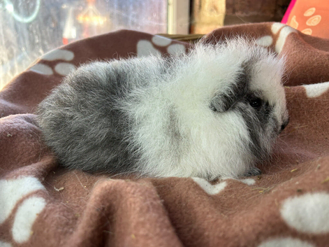 Swiss baby boy guinea pig