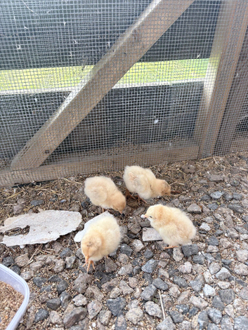 Buff Orpington&rsquo;s chicks