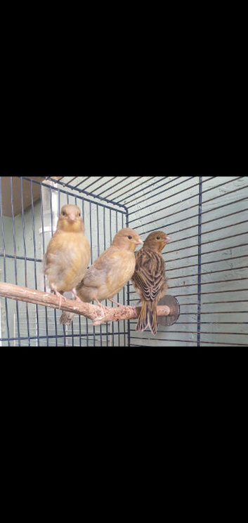 Baby canaries