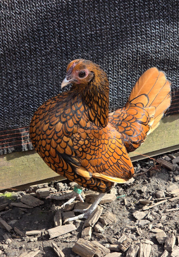 Sebright hatching eggs