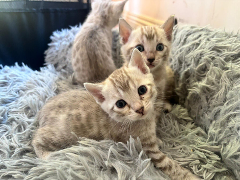 Stunning Snow Bengal kittens