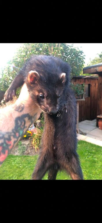 Black ferrets