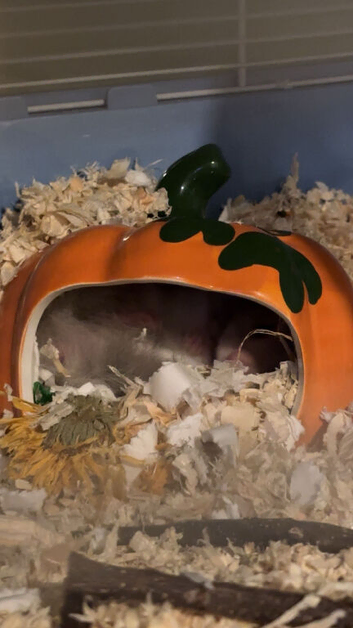 Grey and White fluffy syrian hamster