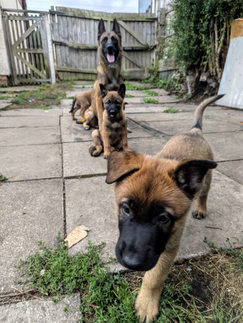 Belgian malinos Belgium shepherd