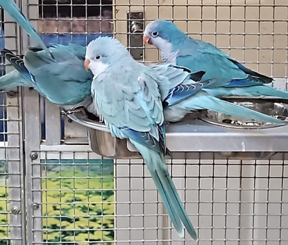 Baby Quaker Parrots