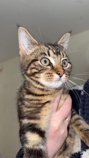 Tabby kitten