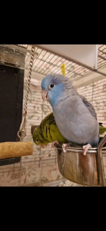 Pair of Parrotlets
