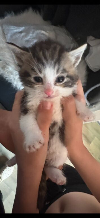 Beautiful kittens for sale