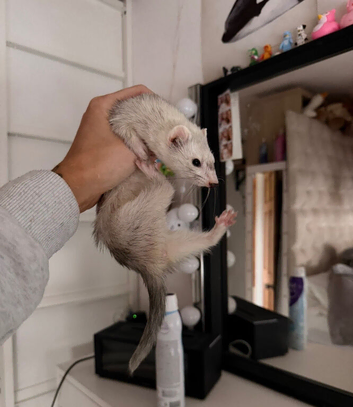 Half micro Jill ferret silver