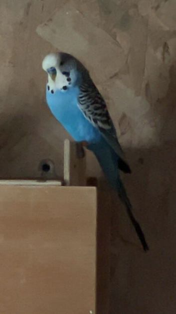 3 male budgies
