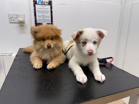 Rare long haired honey f3 male pup ready to go