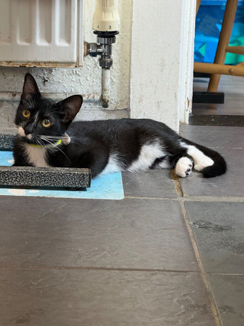 Female kitten