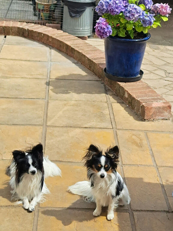 Beautiful papillon puppies