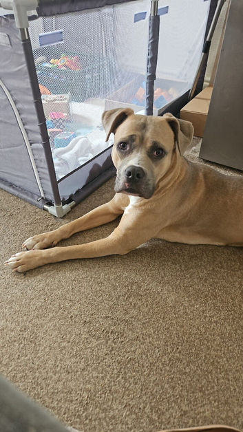 3 year old cross breed