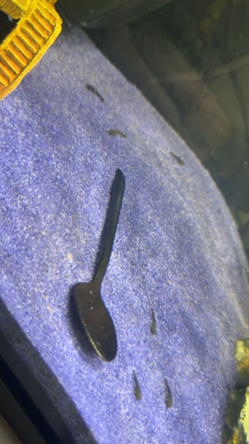 bristlenose plecos ..
