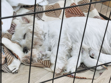 Kc Westie girl puppies