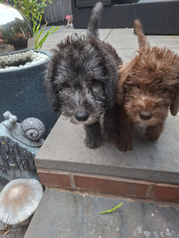 Beautiful blue Bedlington