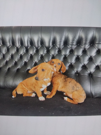 Miniature jack russel X dachshund