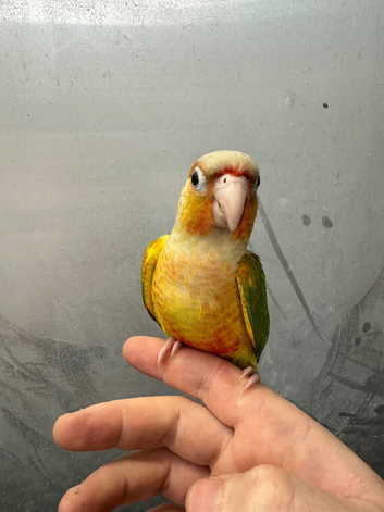 2 hand reared baby conure parrots