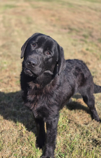 9 Month Old Male Labrador