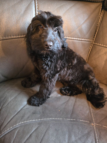Black cockapoo pup