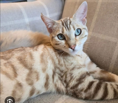 Bengal cross ragdoll kittens