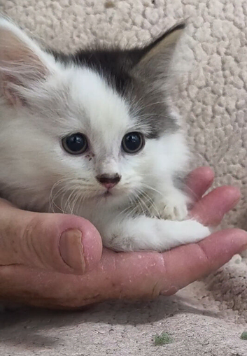 5 generation pedigree Siberian kittens READY