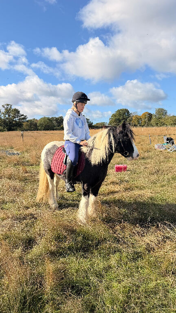 13h cob gelding