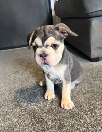 French bulldog puppies!!