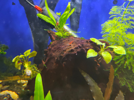 Red cherry shrimp
