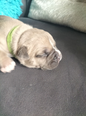 Pocket bully pups