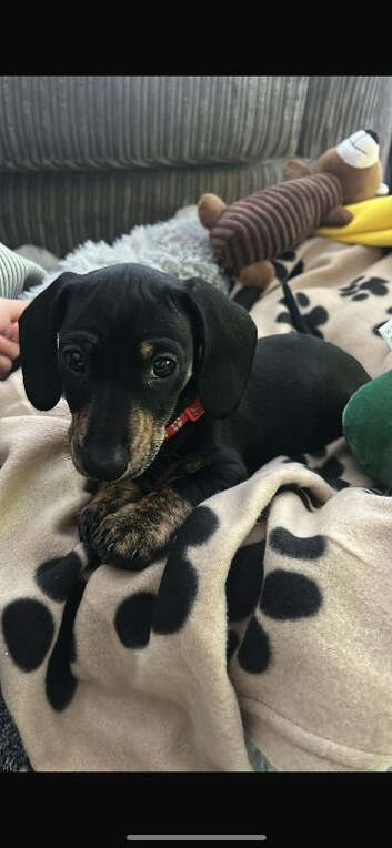 Mini dachsund