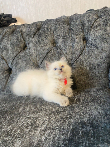 Ragdolls ready tuesday