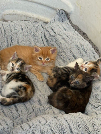 British short haired cross Persian 8 week old kittens.