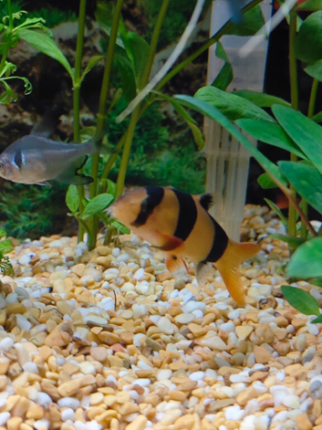 Beautiful young Healthy Clown Loach