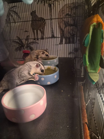 2 male sugar gliders 1 year old