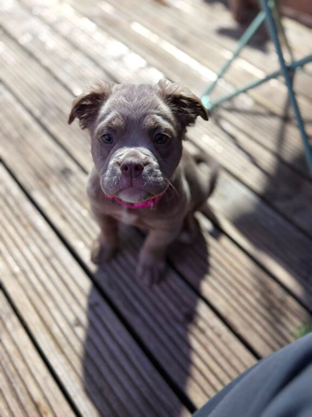 Olde English bulldogge *GOOD OFFERS CONSIDERED*