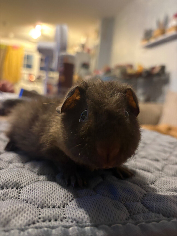 MALE guinea pigs