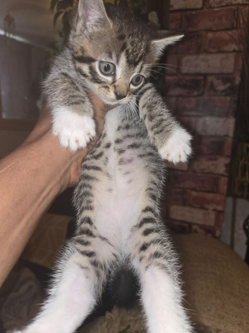 Kittens