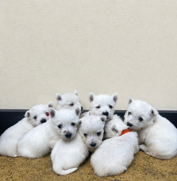 West Highland terrier puppies for sale!