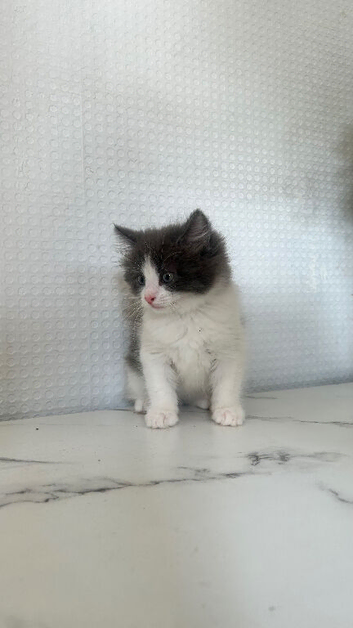 Bsh x ragdoll