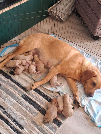 2 lovely lab pups
