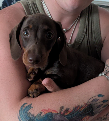 Choc/tan pup
