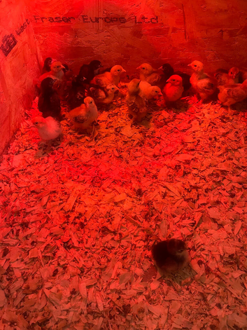 Pekin bantam chicks