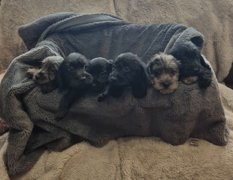 6 Beautiful Doxiepoos