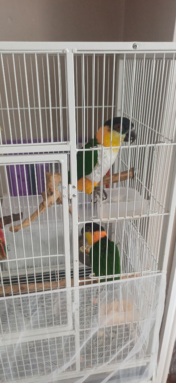 2 black headed caques for re home