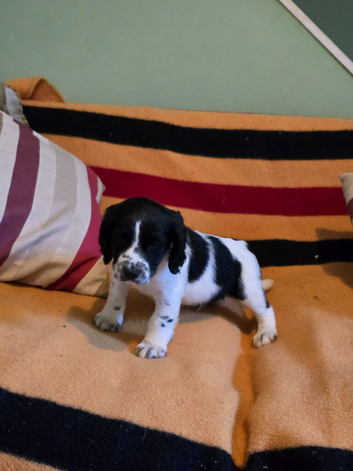 Clumber x springer  x cocker