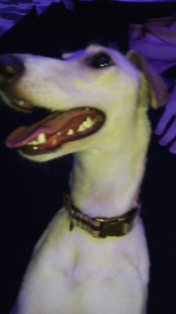 Saluki x whippet bitch for sale